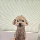 반려담 | 강남 애견미용 추천, 피부병 있는 노견도 안심할 수 있는 ‘반려담’ 찐후기