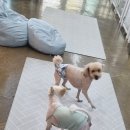 독스호텔리어 | 독스호텔리어 대구애견호텔 믿고 맡길 수 있는 강아지호텔 소개 🐶