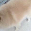 미미애견 | 광주 서구 금호동 애견 미용 목욕 잘하는 곳 미미펫 내돈내산 후기