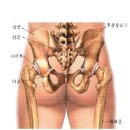 골반 &amp; 고관절 구조 이미지