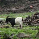 구도목장 이미지