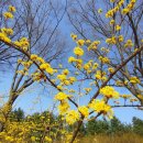 조정짬뽕 이미지