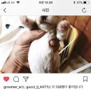 그루머웅 이미지