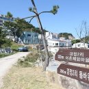 파도대게 이미지