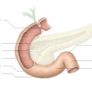 소장 의 구조 및 기능 , 관련질환 이미지