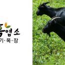 약산 흑염소 이미지