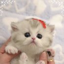 부산고양이분양 모나미네코 해운대본점 | 부산고양이분양 모나미네코 해운대본점 후기