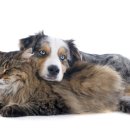 강아지랑고양이 이미지