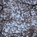 댕이요 펫택시 이미지