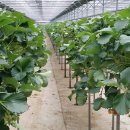 천풍농장 이미지