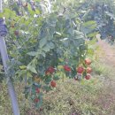 김종운농장 이미지