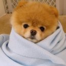 미스타오토