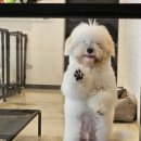 멍털연구소 이미지