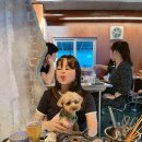 야탑 반려견 이미지