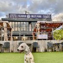 옥자네애견카페 유치원 호텔 미용 이미지