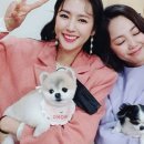 몽이펫 네이버블로그