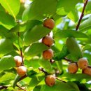 고모님 댁 고욤단지 이미지