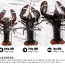 랍스터의 인내 이미지