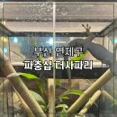 더사파리파충류샵 | 부산 연제구 파충류샵 더사파리에서 가고일 게코 분양 후기