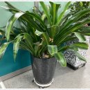 회룡한의원 이미지