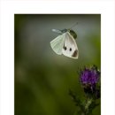 나비야 청산가자 Daum카페