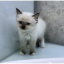 대전고양이분양 비비냥 | 강아지분양과 고양이분양 경험기! 대전도그마루 방문 후기