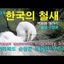 한국의 철새-백로와 왜가리 이미지