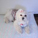 향림원 펜션 이미지