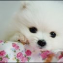 화이트포메라니안 강아지 뽀송뽀송 귀여운 아기분양합니다 이미지