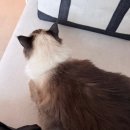24시하나린동물의료센터 네이버블로그