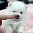 뽀송뽀송 이미지