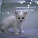 도로시 펫 이미지