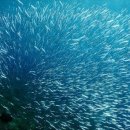 기선권현망수산업협동조합(멸치권현망수협) 이미지