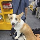소다펫 | 일산 킨텍스 케이펫페어 후기 🐾 지치지 않는 중형견 소다의 신나는 나들이와 엄빠의 내돈내산 꿀템...