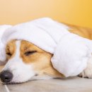 24시 위드유 동물의료센터 이미지