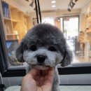 honapet(호나펫) 이미지