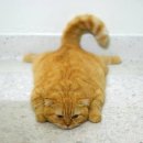 고양이나라 이미지