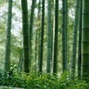 백운-e배움터 세미나실 | 여인에게 회초리를 맞은 홍우원