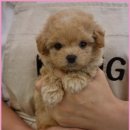 플랜멍 강아지분양 포항점 | 포항강아지 분양 플랜멍에서 건강하고 사랑스런 반려견 만났어요 행복 가득한 시작