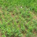 충만목장 이미지