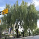 멍크러쉬 | [ChapChap] 수원 행궁동 파스타 맛집 찹찹 솔직후기