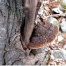 상황버섯[목질진흙버섯]의 효능과 복용방법 이미지