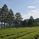 대한농장2 이미지