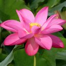 내동마을 이미지