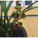 한국춘란 전시회 이미지