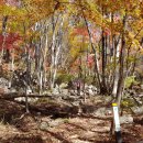 백양사진입로 이미지