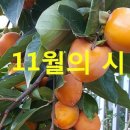 11월의 시와 기도 모음 이미지