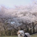 보리보리쌀 이미지