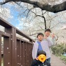 로망스 | 창원 벚꽃명소 2026년 진해군항제 여좌천로망스다리 다녀온 후기