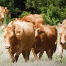 삼화축산2 이미지